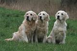 GOLDEN RETRIEVER 1039